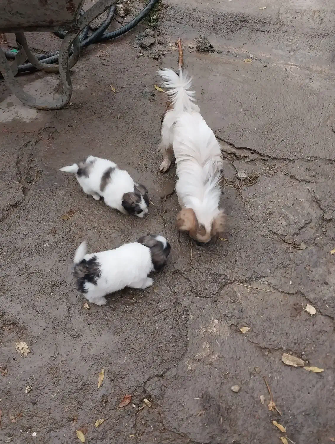 اسپیز|سگ|صحنه, |دیوار