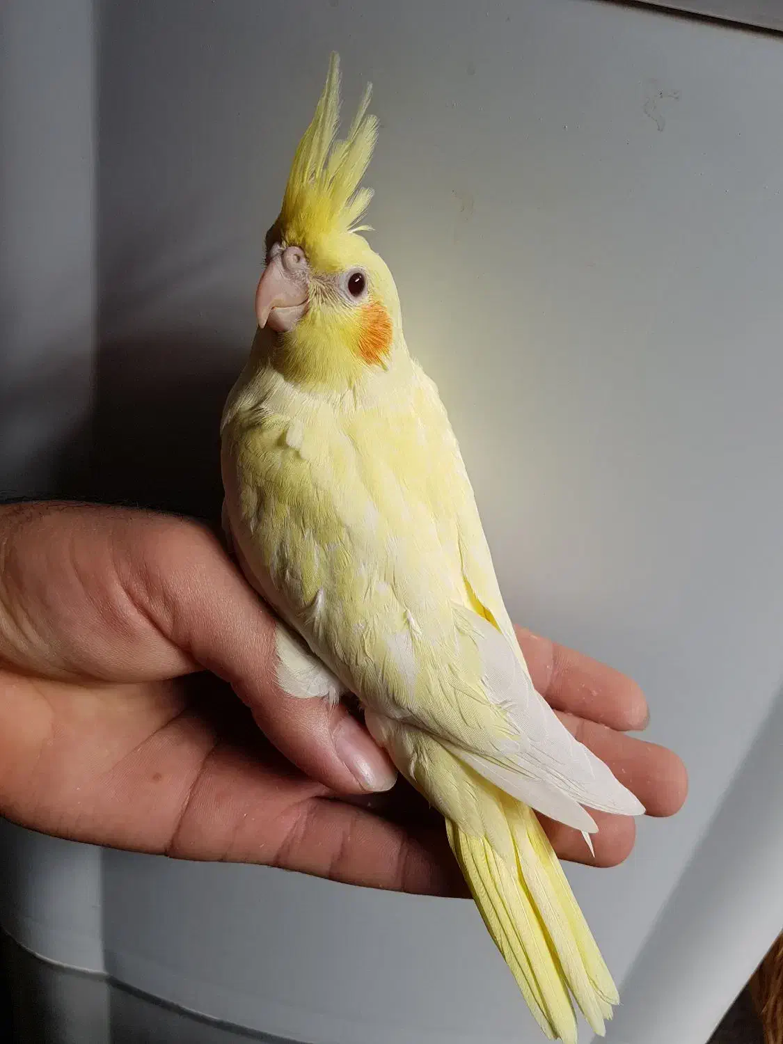 جوجه عروس هلندی|پرنده|تاکستان, |دیوار