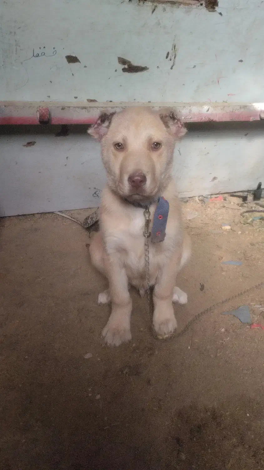 توله سگ|سگ|تایباد, |دیوار