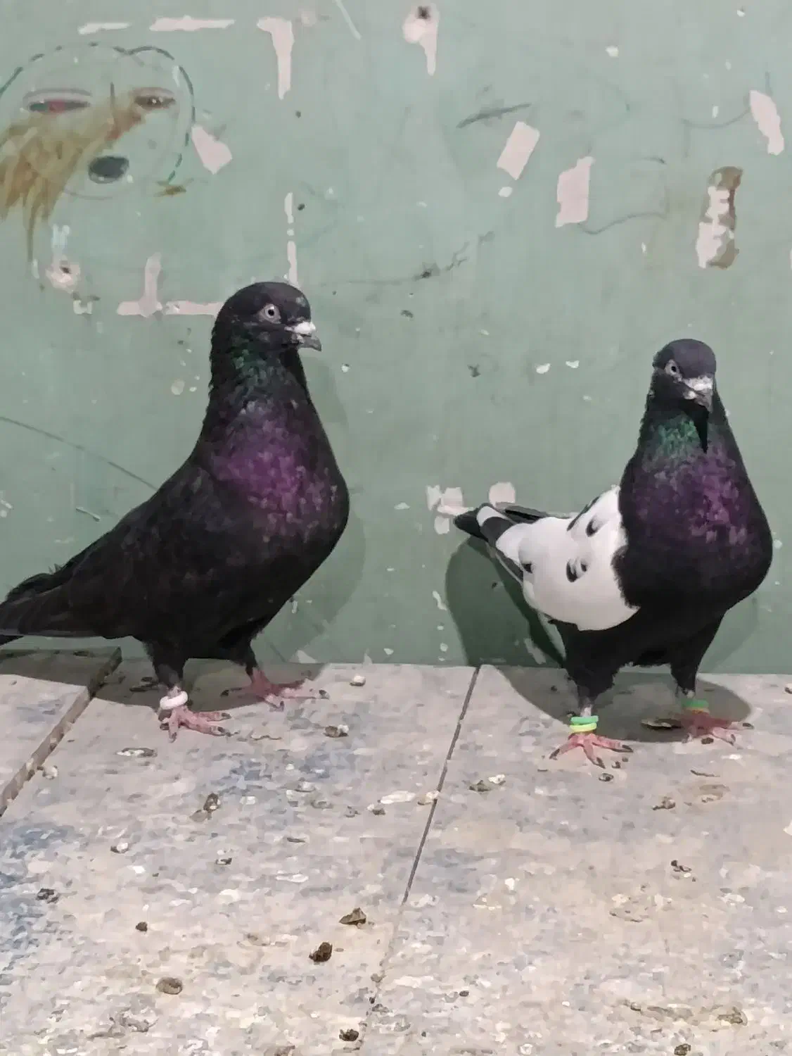 موبایل موبایل کبوتر|موبایل|مسجد سلیمان, |دیوار