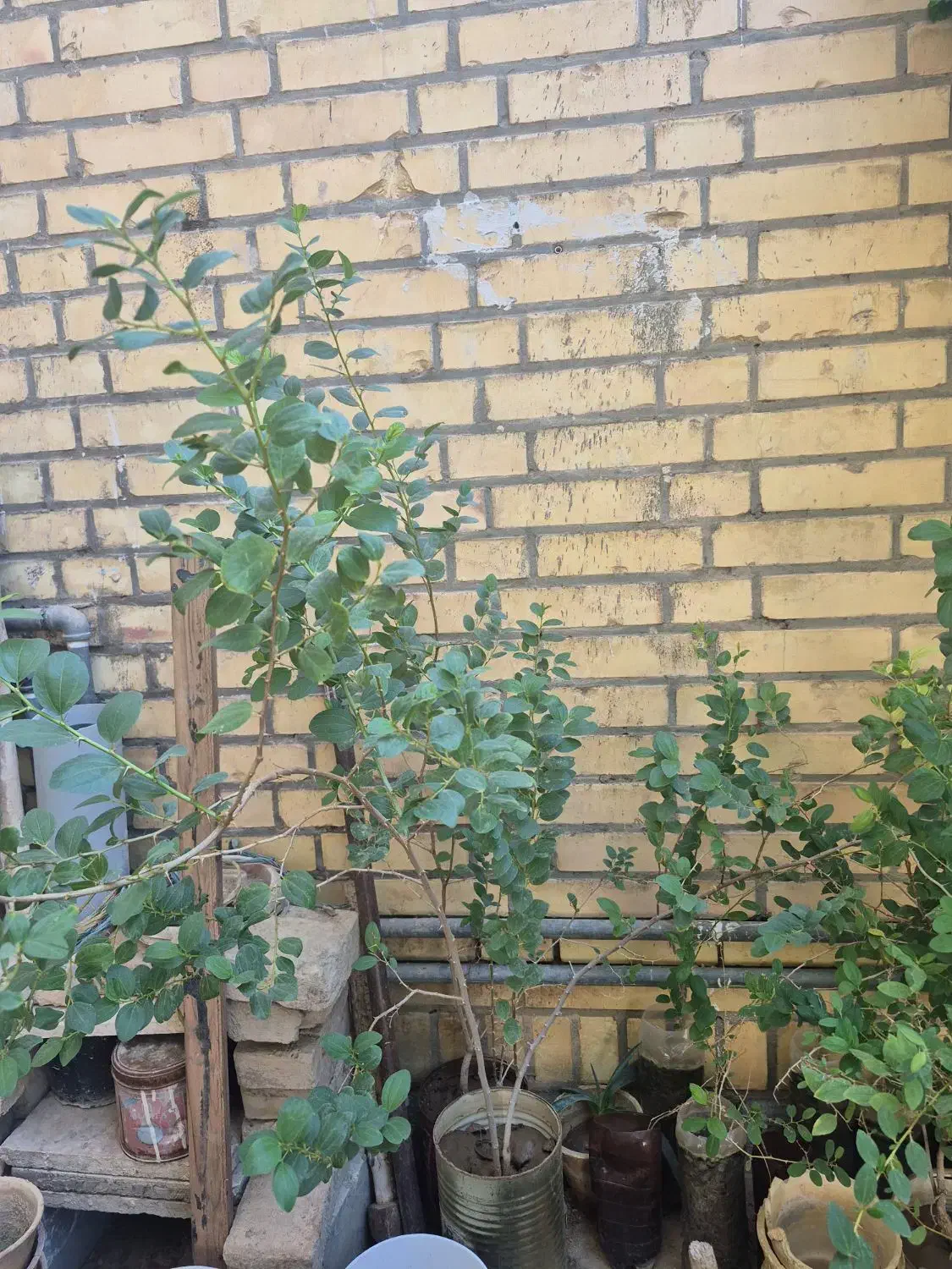 نهال کنار|گل و گیاه طبیعی|بهبهان, |دیوار