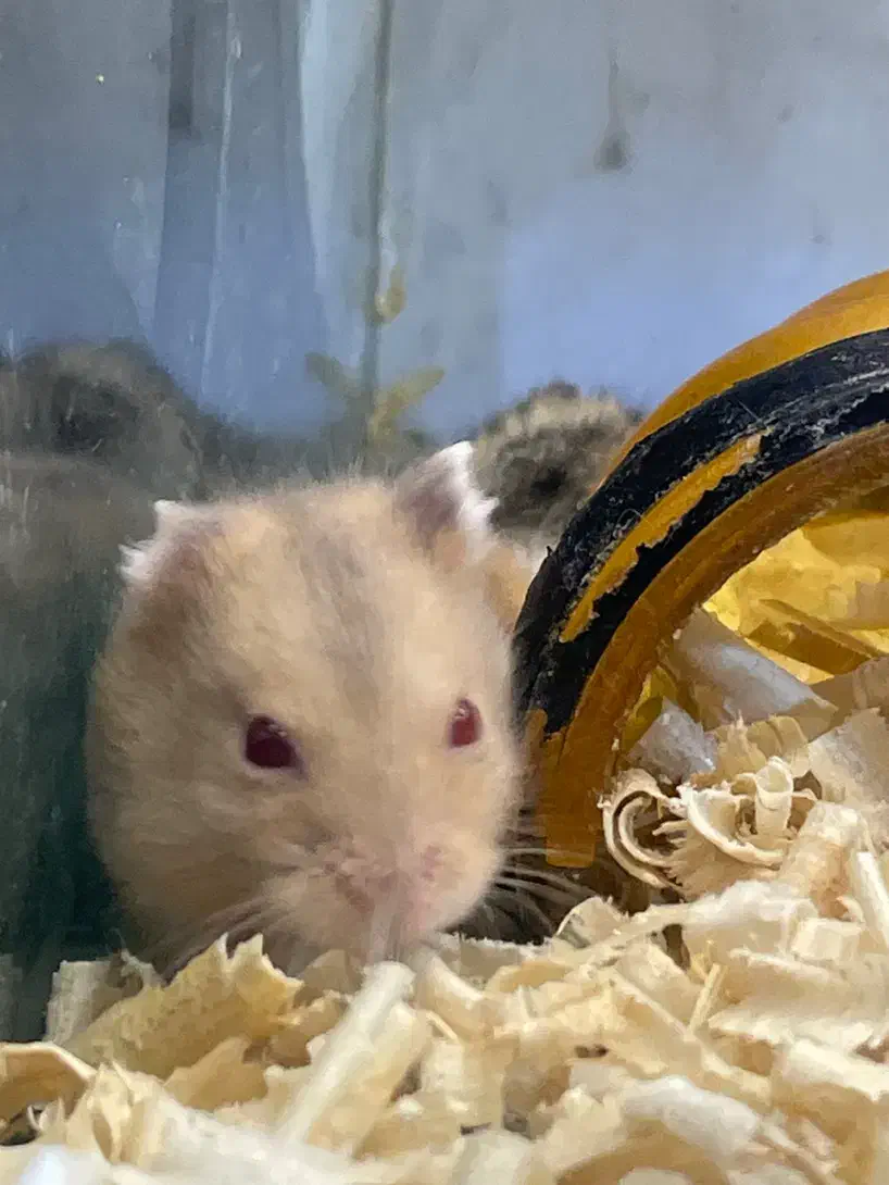 فروش همستر|موش و خرگوش|قزوین, |دیوار