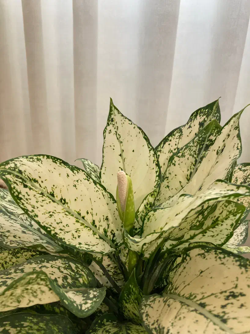 نانوا رستوران و جگرکی|استخدام خدمات فروشگاه و رستوران|تهران, تهرانسر مرکزی|دیوار