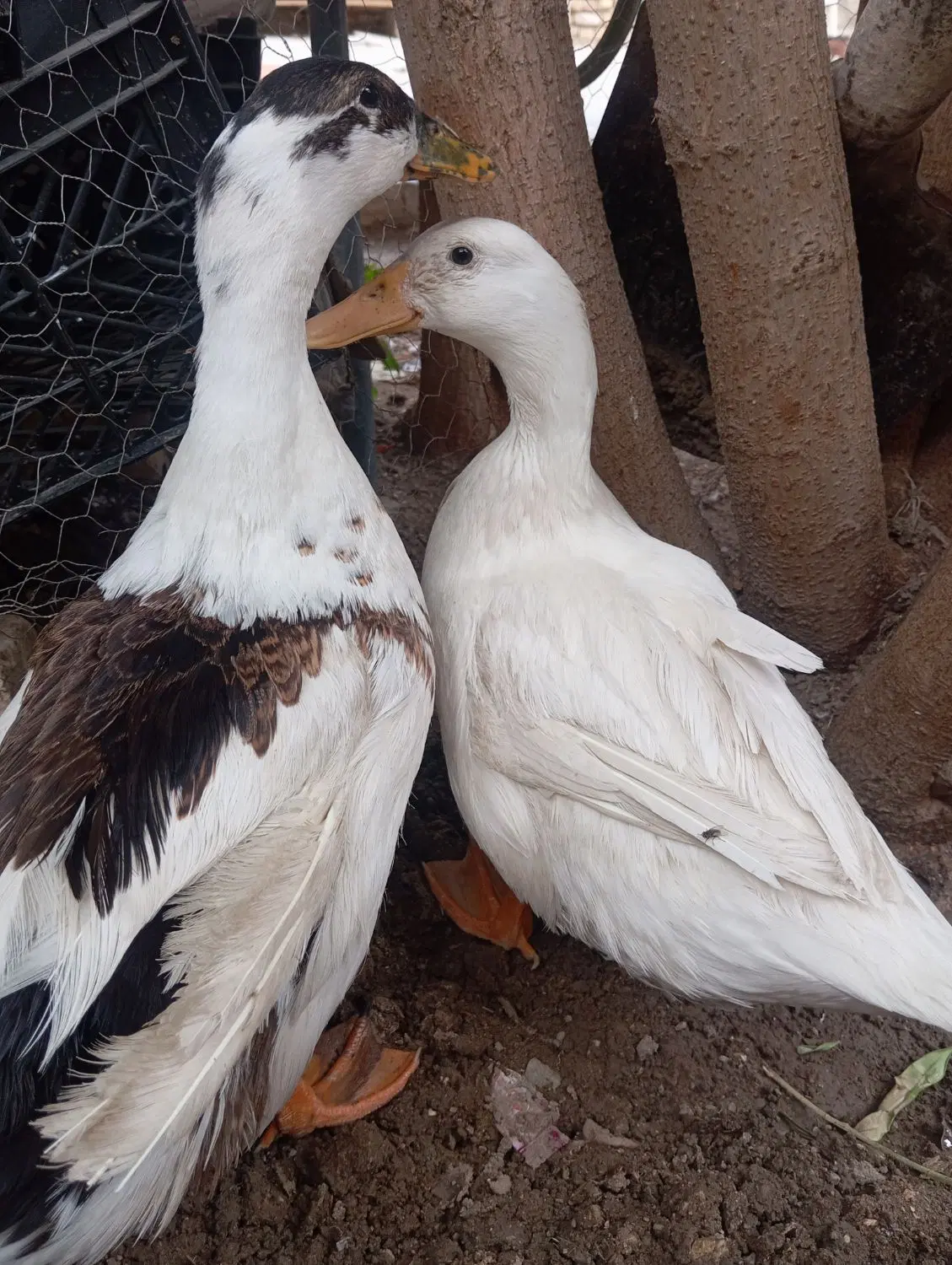 اردک|پرنده|مبارکه, |دیوار