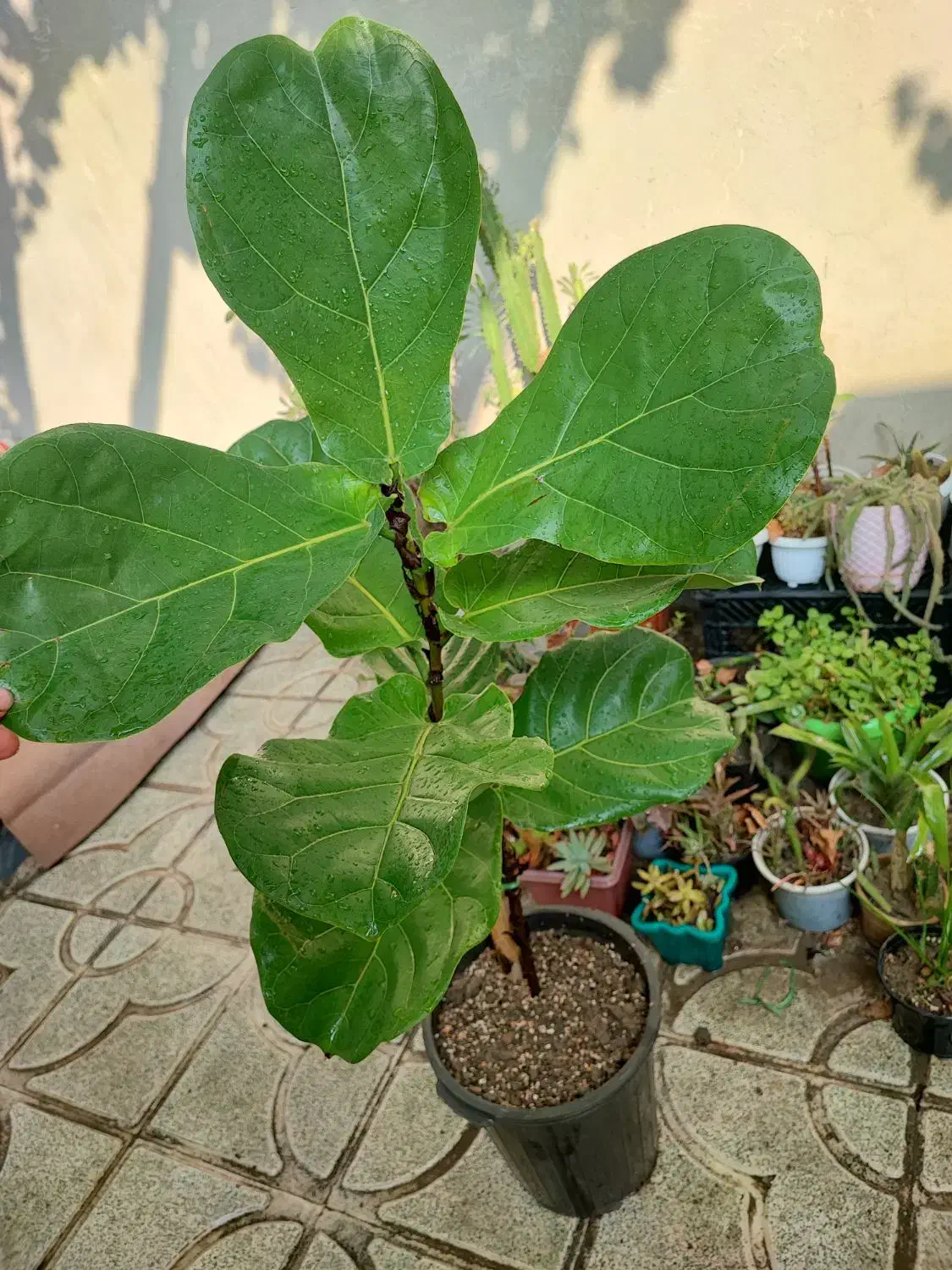 فیکوس لیتارا برگ پهن|گل و گیاه طبیعی|ارومیه, |دیوار