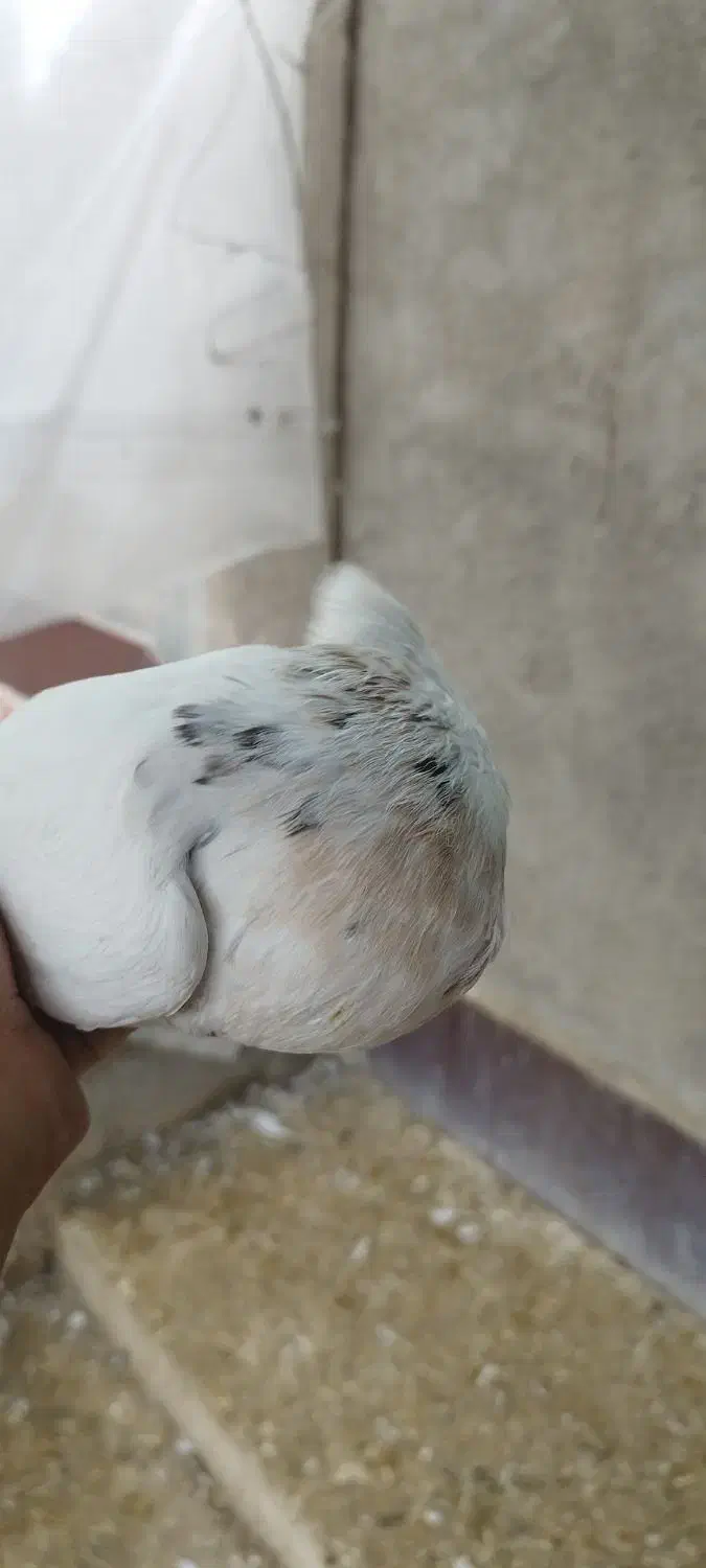 کبوتر طوقی|پرنده|لامرد, |دیوار