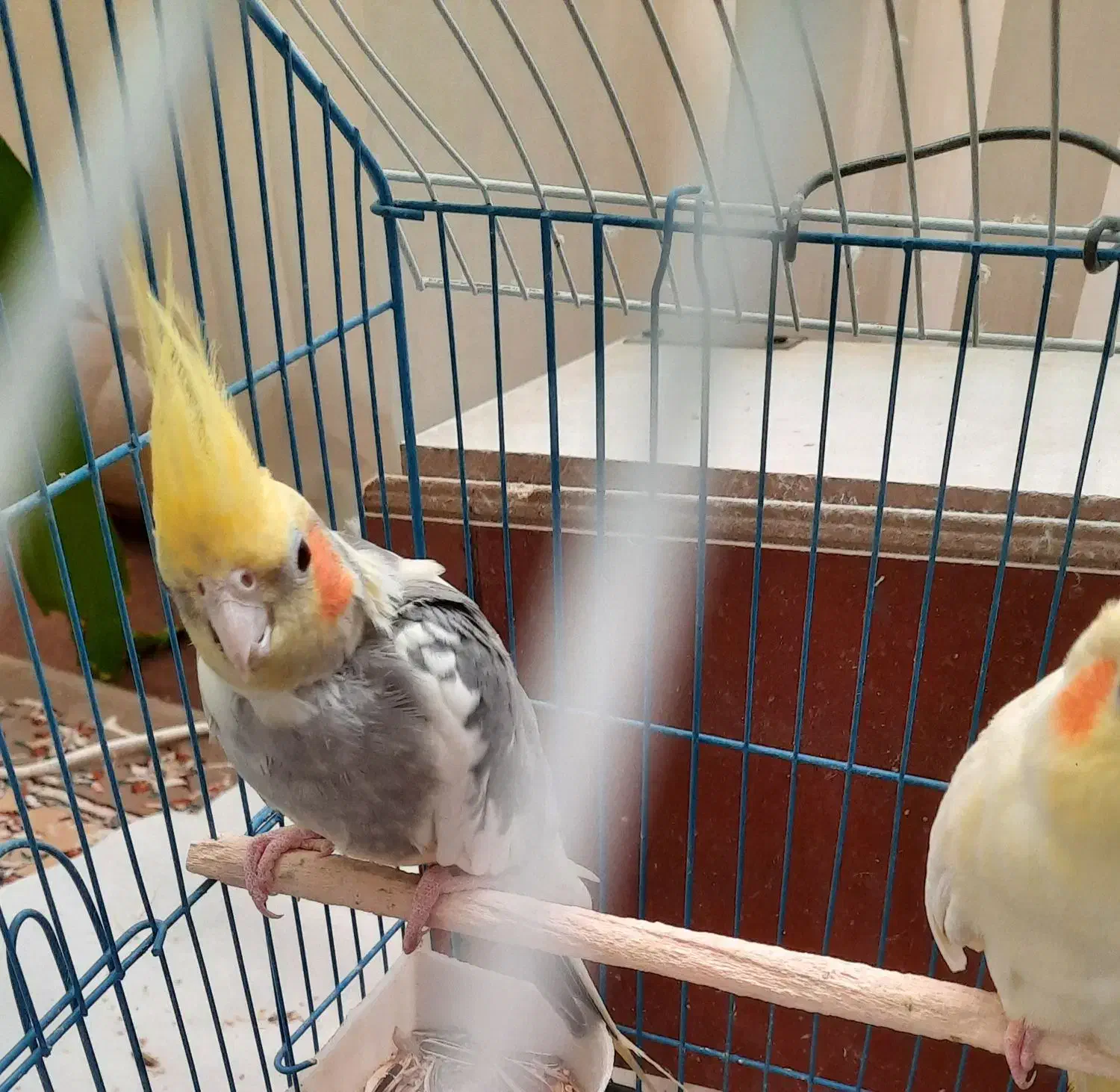 فروش یک جفت عروس هلندی دستی نر و ماده|پرنده|شیراز, شهرک جماران|دیوار