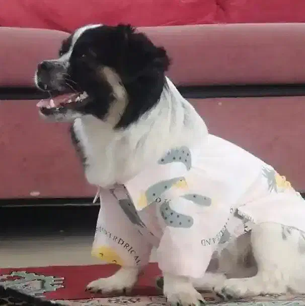 گمشده سگ|سگ|مشهد, آبکوه|دیوار