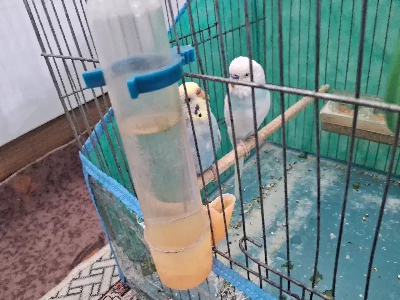 مرغ عشق|پرنده|مرودشت, تامین اجتماعی‎|دیوار