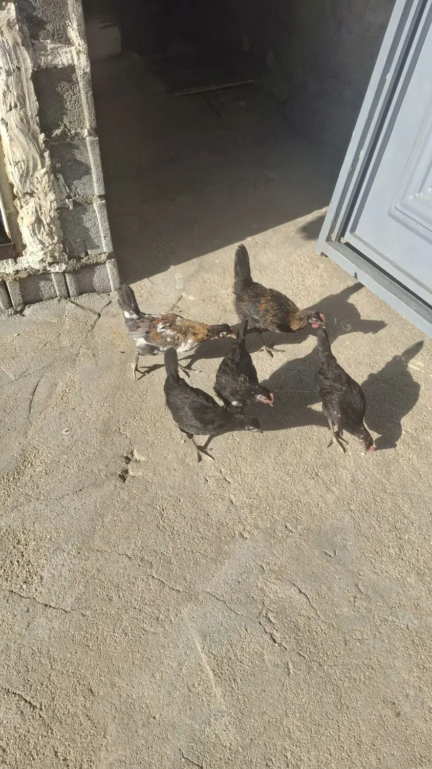 مرغ وبار خروس محلی|حیوانات مزرعه|بندر دیر, |دیوار