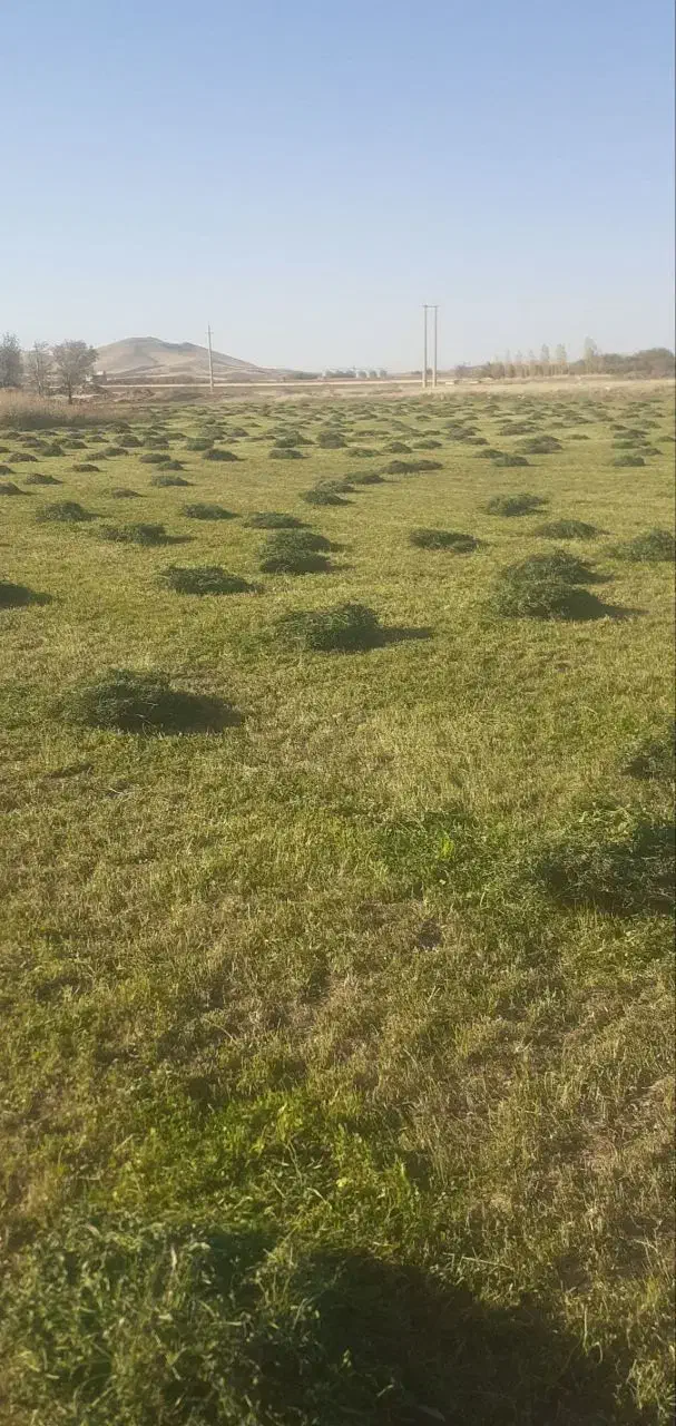 فروش یونجه|خدمات باغبانی و درختکاری|کلیائی, |دیوار