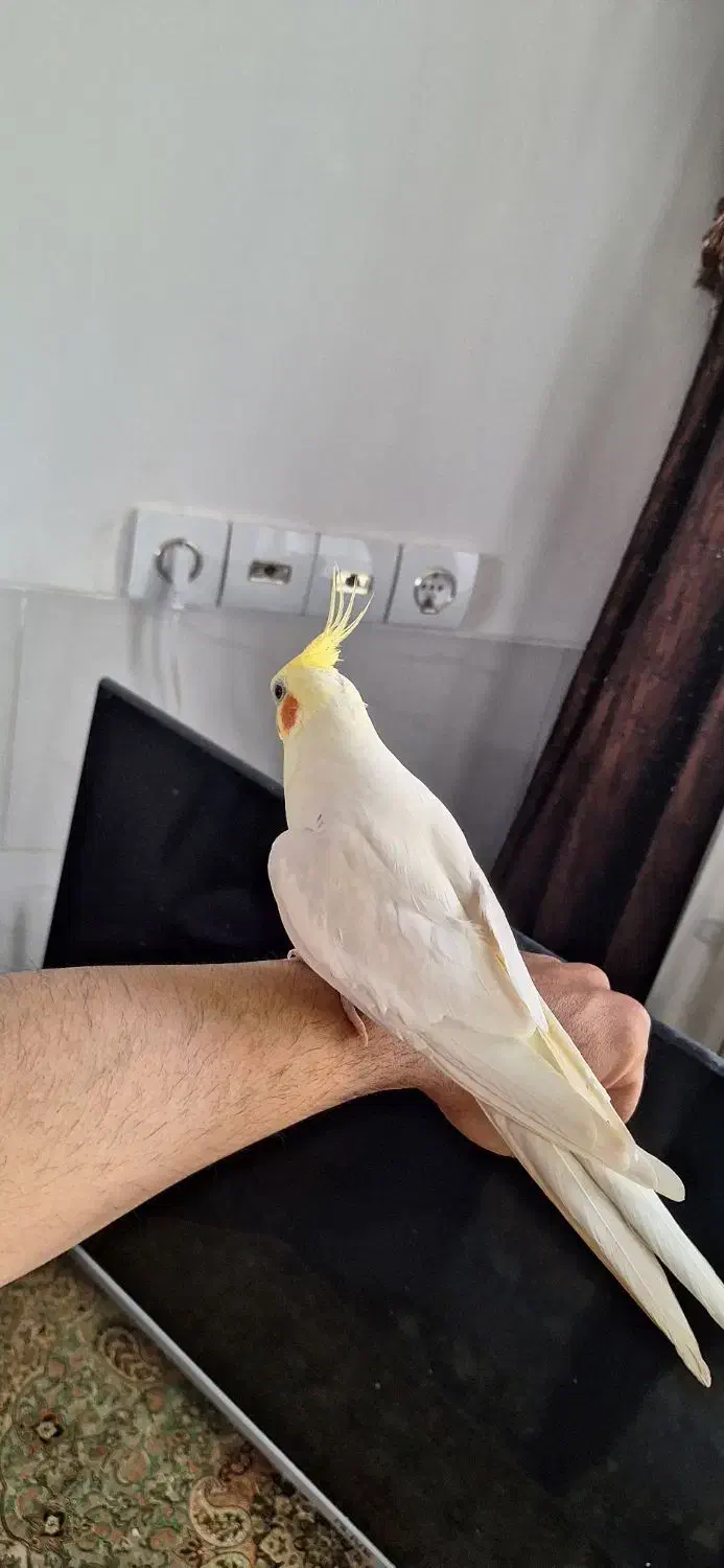 عروس هلندی سخنگو و دستی|پرنده|مهریز, |دیوار