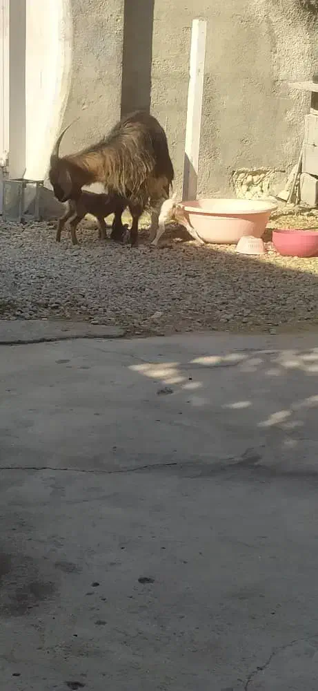 بز دو قلو زا|حیوانات مزرعه|چرام, |دیوار