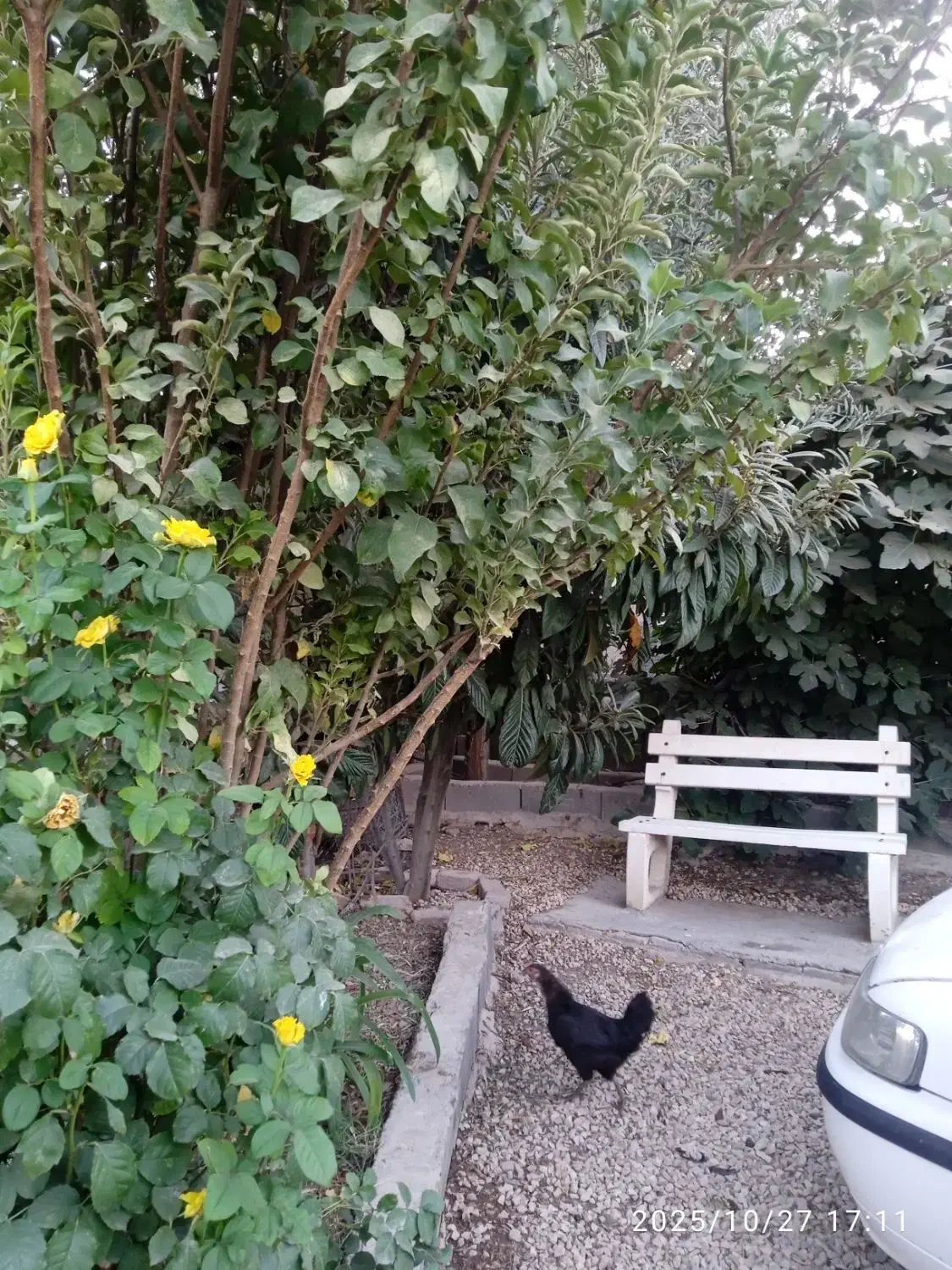 خانه اجاره ای روستایی|اجارهٔ خانه و ویلا|سرپل ذهاب, |دیوار