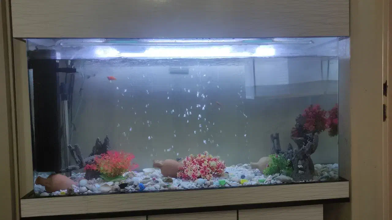 آکواریوم|ماهی|تهران, اتابک|دیوار