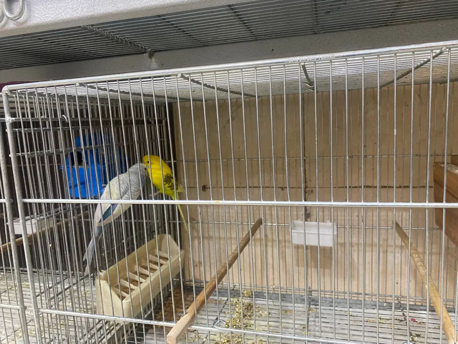 انواع پرنده های خانگی|پرنده|اصفهان, درب سیبه علیا|دیوار