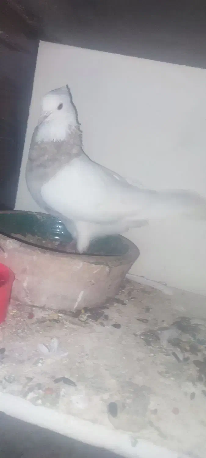 طوقی الماصی|پرنده|کرمانشاه, |دیوار