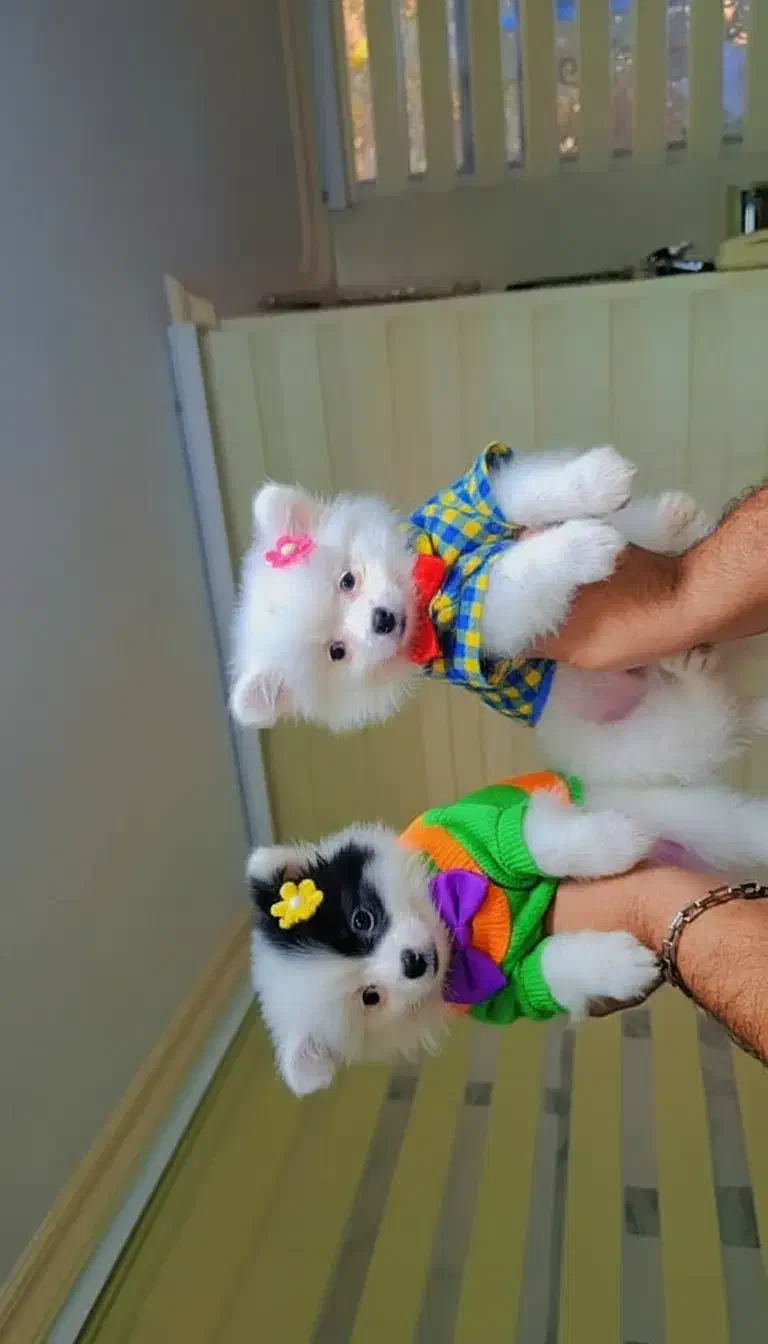 فروش سگ پامر فقط هشت میلیون|سگ|تهران, شهرک غرب|دیوار