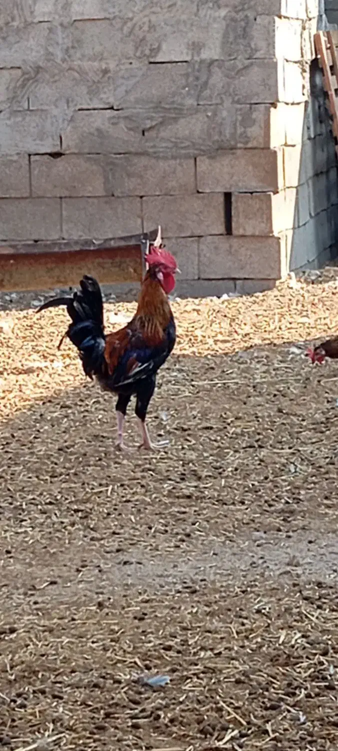 خروس و شاخدار|حیوانات مزرعه|چمران, |دیوار