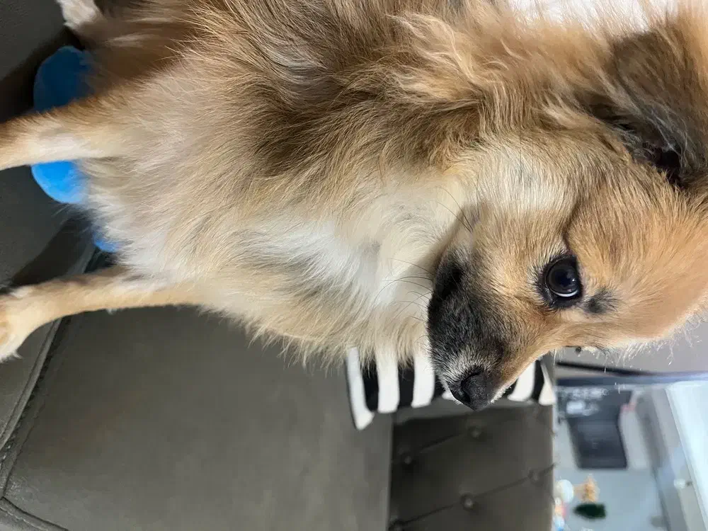 پامر اشپیتز 6 ماهه|سگ|شهریار, شهرک شاهد|دیوار