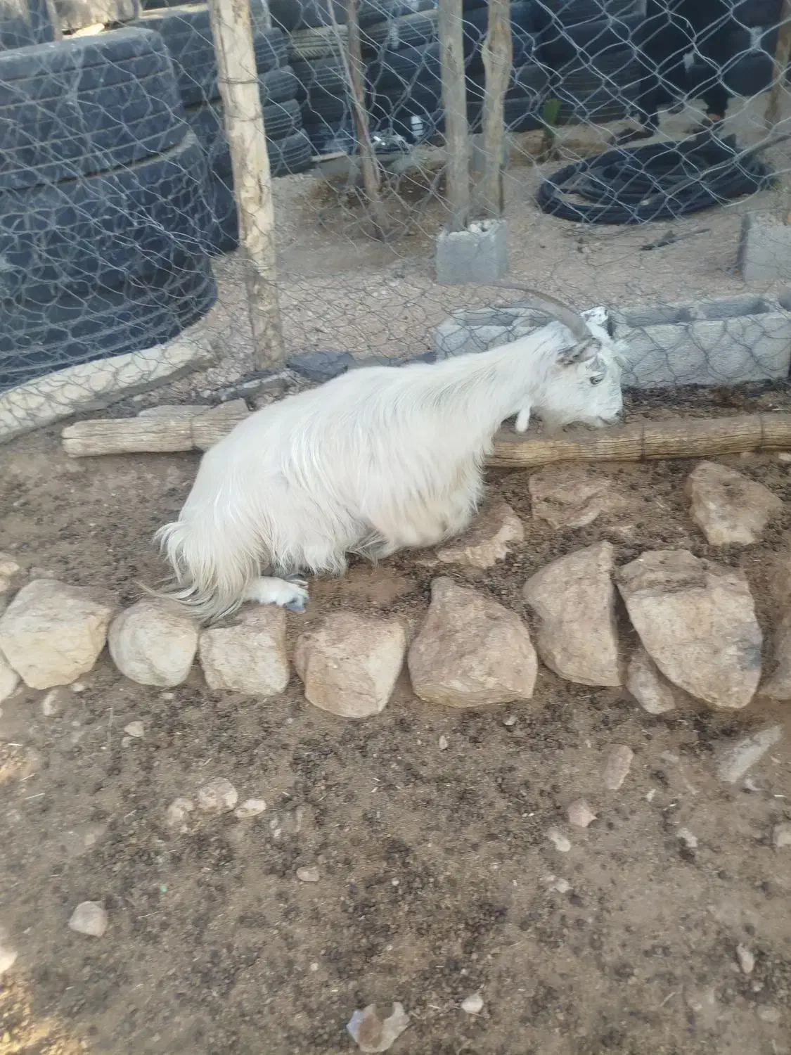 بز کولار گیسه|حیوانات مزرعه|جهرم, |دیوار