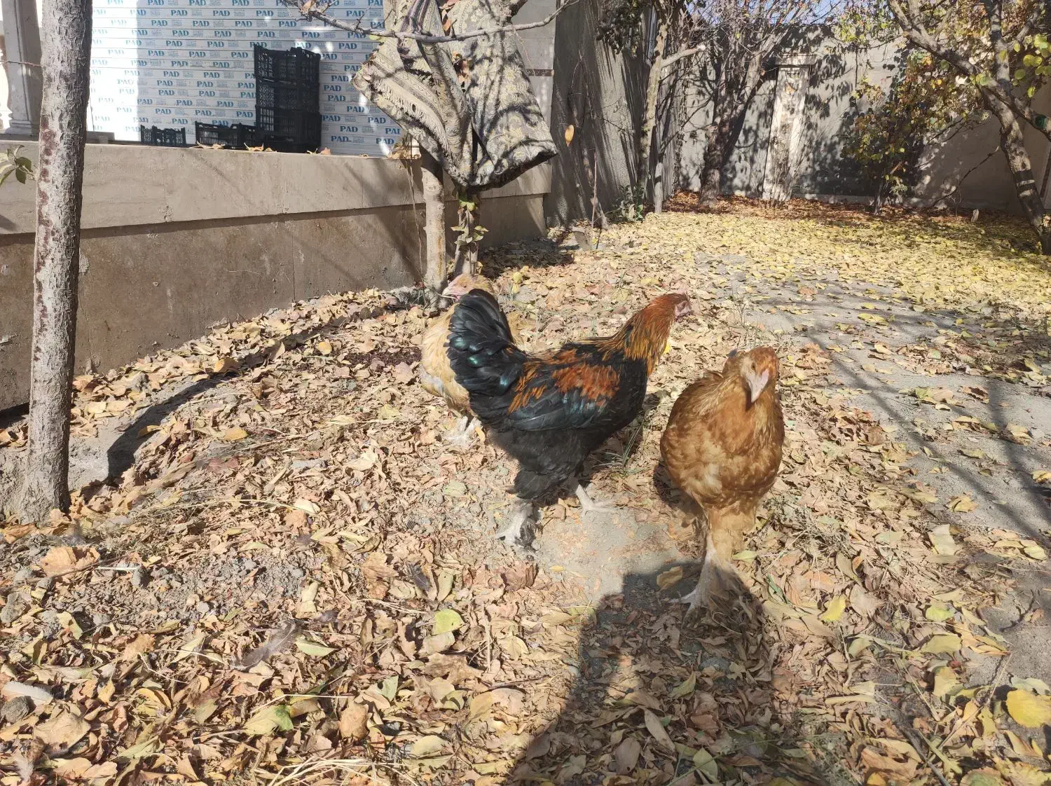 معاوضه خروس بامرغ|حیوانات مزرعه|مشهد, کاظم آباد|دیوار