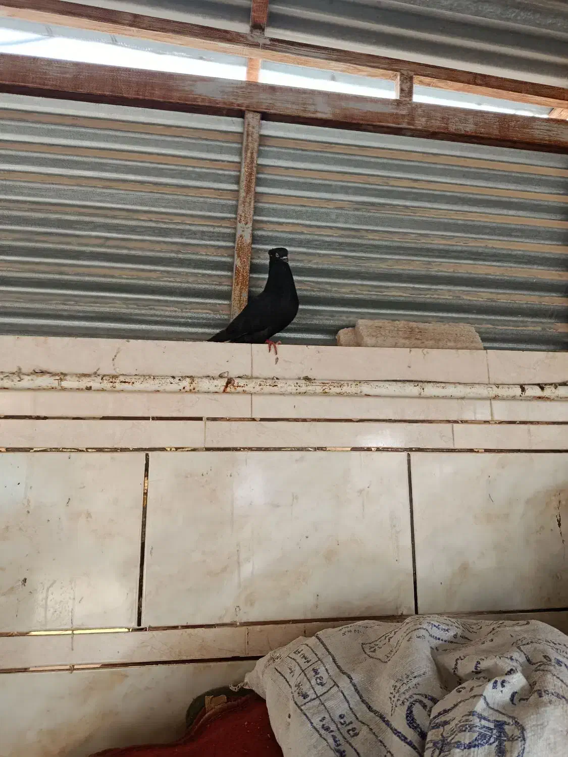 دم سفید با جوجه|پرنده|اهواز, کیانشهر|دیوار