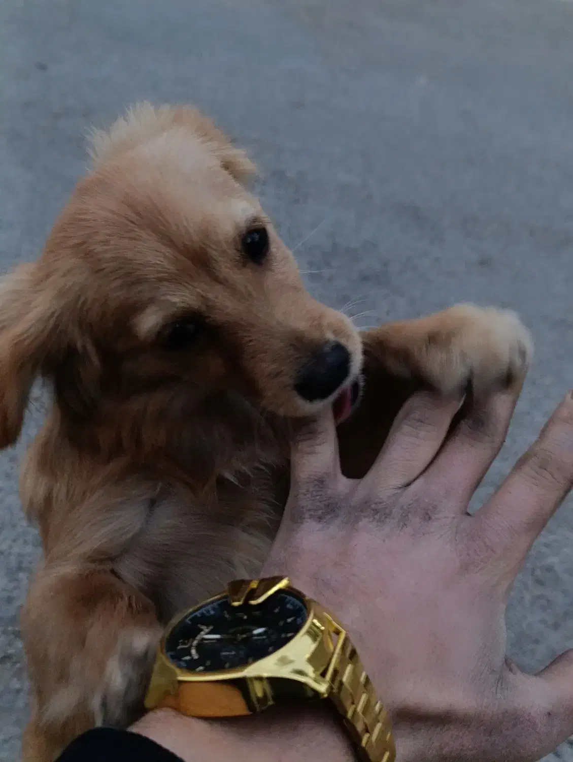 سگ گمشده|حیوانات|ورامین, خیر آباد|دیوار