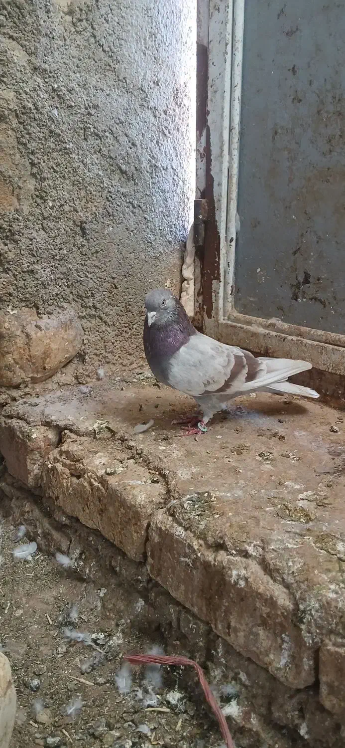 کفتر کبوتر|پرنده|کوهدشت, |دیوار