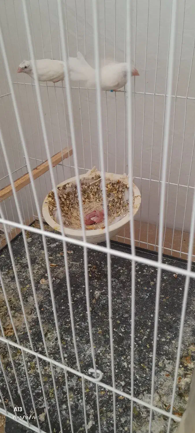 فنچ بنگالی باجوجه|پرنده|گلبهار, نوبهار|دیوار