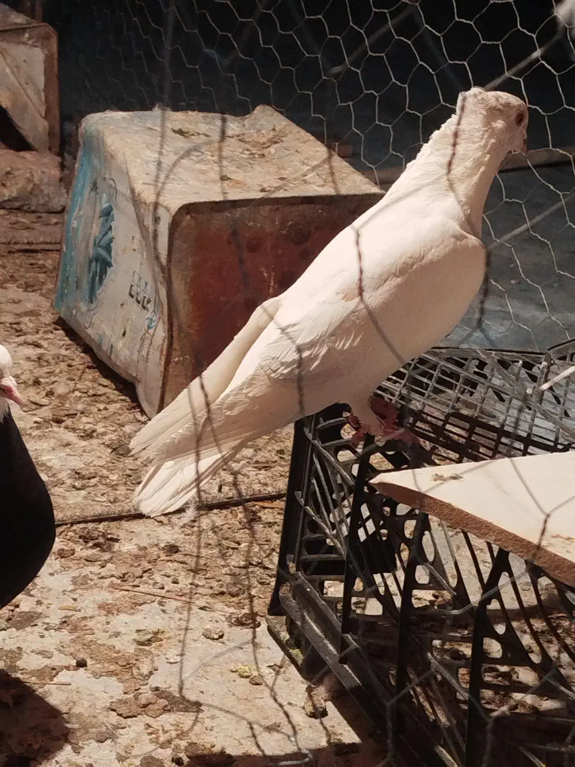 کبوتر|پرنده|بم, |دیوار