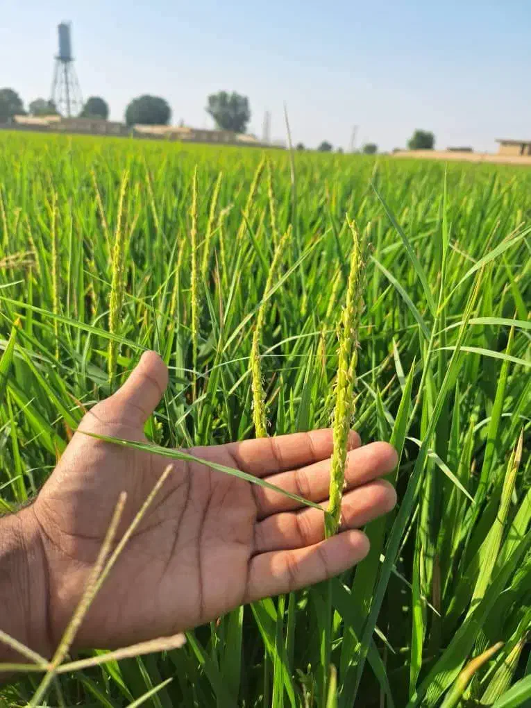 برنج عنبربو شلتوک شالیکوبی مستقیم|خوردنی و آشامیدنی|شیراز, شهرک ولیعصر|دیوار