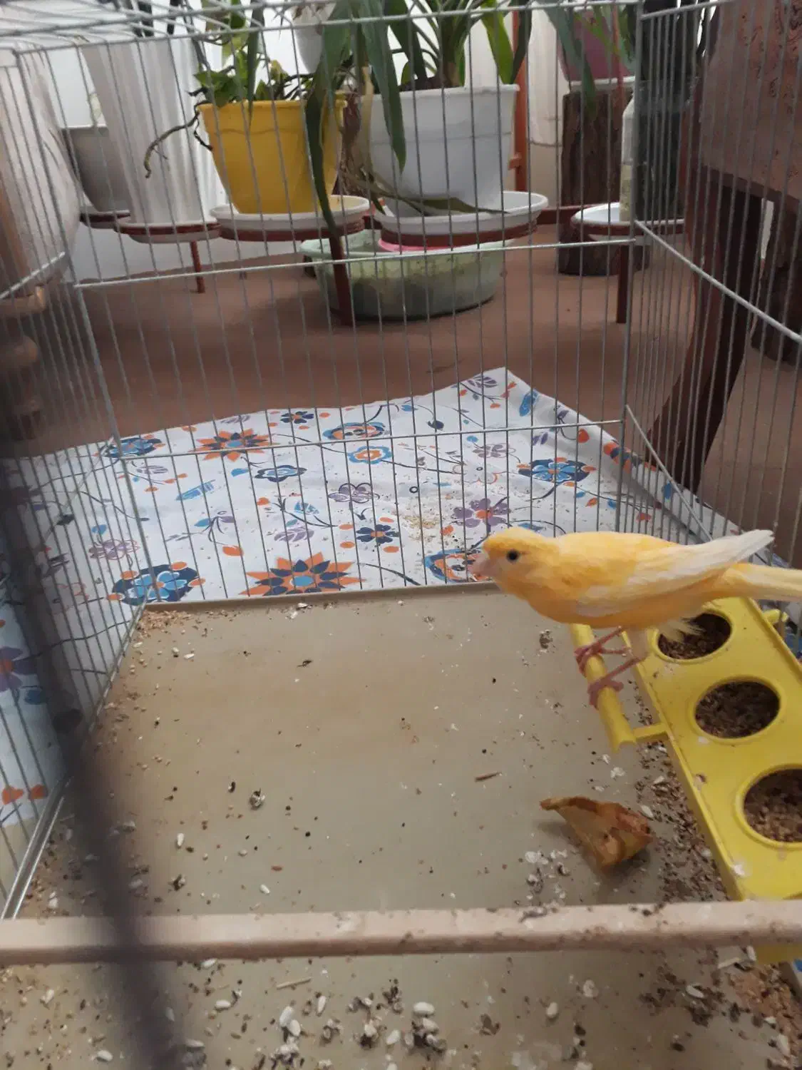 قناری ماده|پرنده|بیرجند, |دیوار