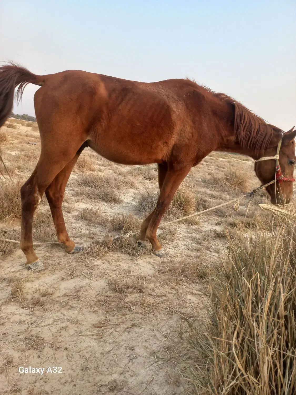 اسب نریون ۲ساله|اسب و تجهیزات اسبسواری|بردخون, |دیوار