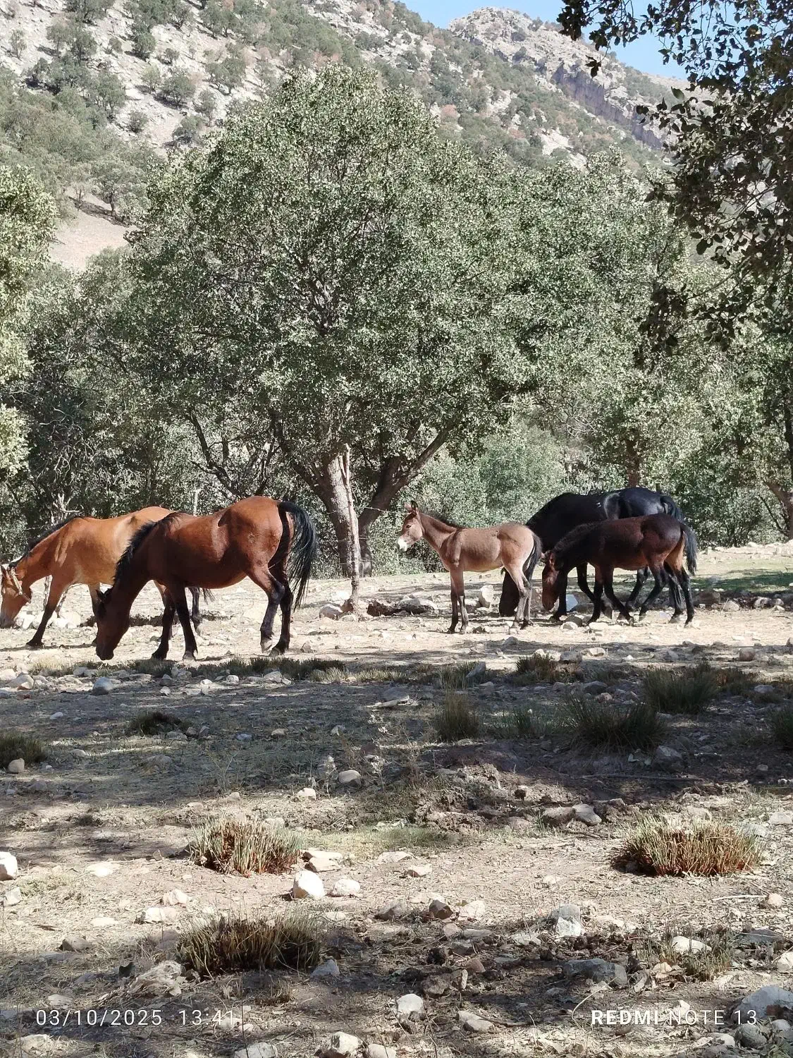 مادیان|اسب و تجهیزات اسبسواری|معمولان, |دیوار