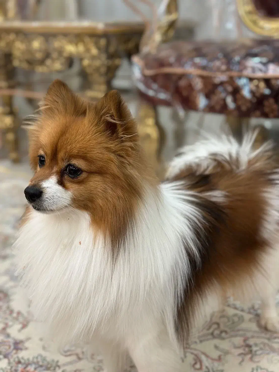 سگ پامرین روباهی|سگ|شیراز, گویم|دیوار