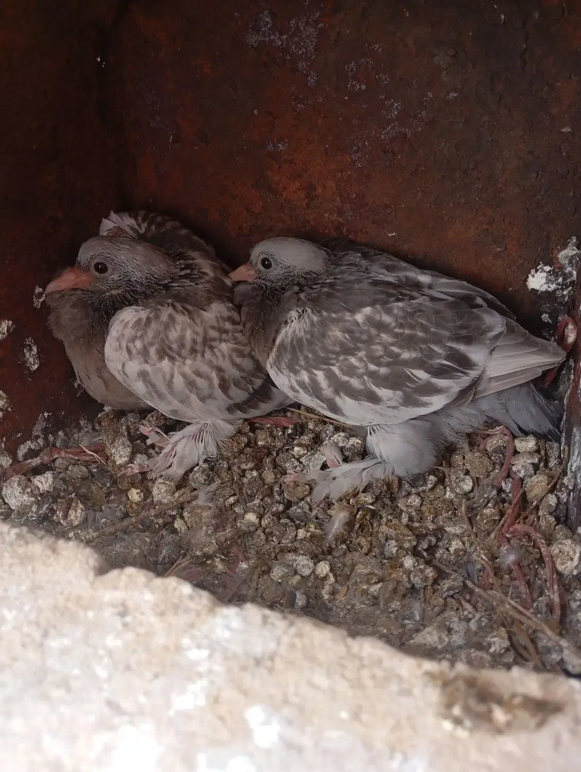 پنج عدد کبوتر گوگ اصل|پرنده|باشت, |دیوار