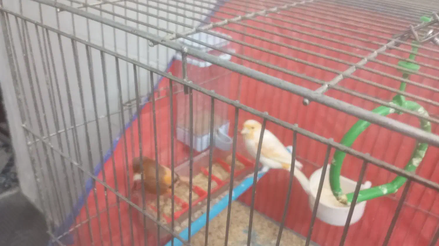 فروش دو عدد قناری نر ماده|پرنده|بروجرد, |دیوار