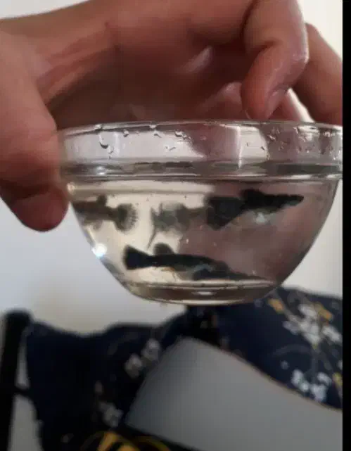 ما. هی. گو. پی.|کیف، کفش، کمربند|اسفراین, |دیوار