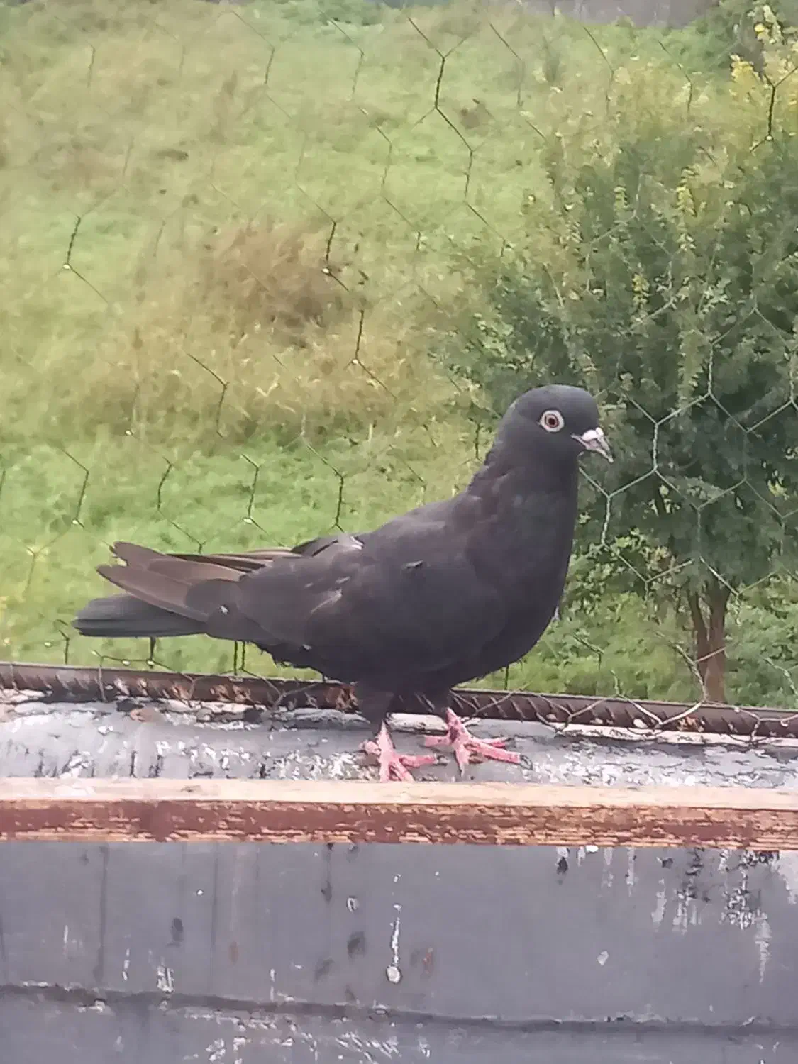 کبوتر پرشی|پرنده|قائم‌شهر, |دیوار