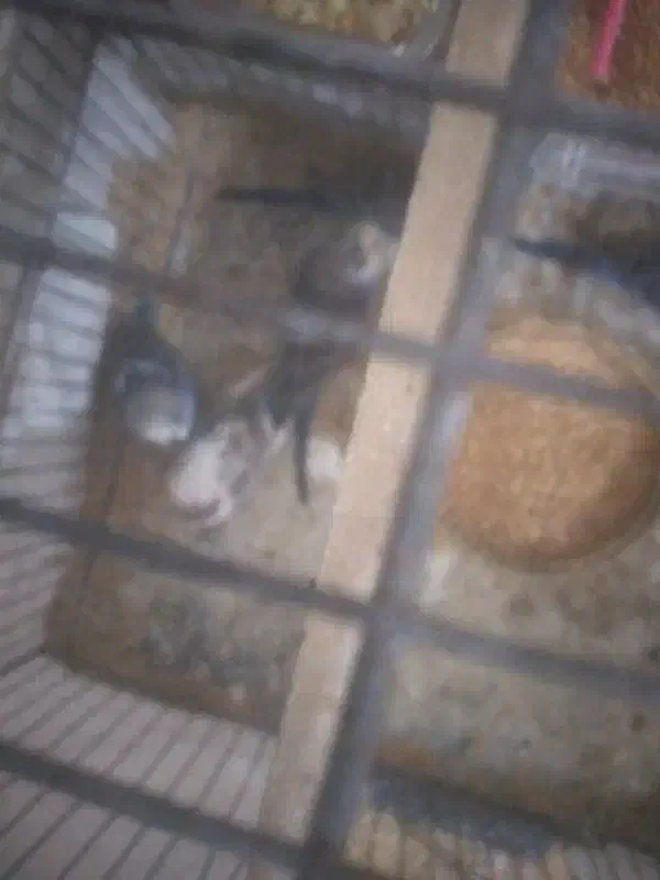 ۴ عدد مرغ عشق نر و مانده|پرنده|صومعه‌سرا, |دیوار