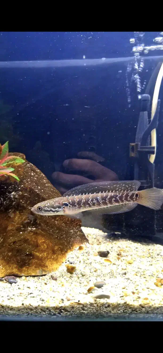 چانا بلو وایت آسیاتیکا|ماهی|یزد, |دیوار