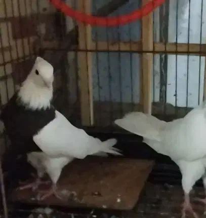 سه تا کبوتر طوقی ماده|پرنده|چابهار, |دیوار