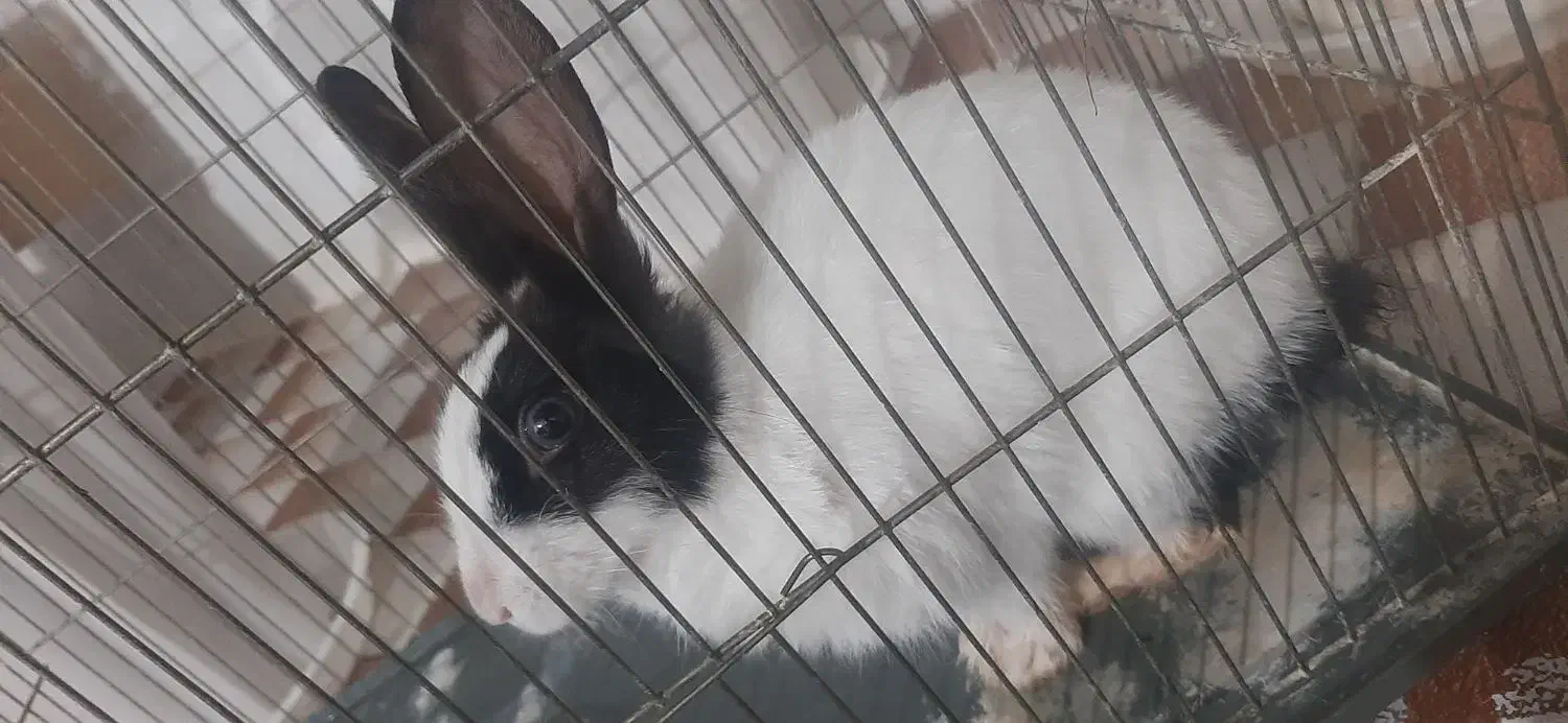 خرگوش|موش و خرگوش|نظرآباد, رسالت|دیوار