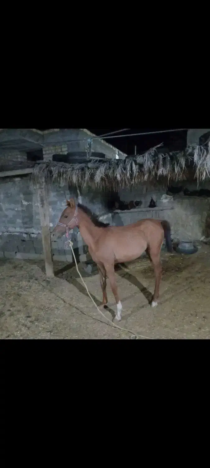 کره مادیان دره شوری|اسب و تجهیزات اسبسواری|جهرم, |دیوار