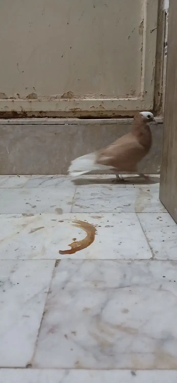 ۱میلیون|پرنده|سبزوار, قصبه شرقی|دیوار