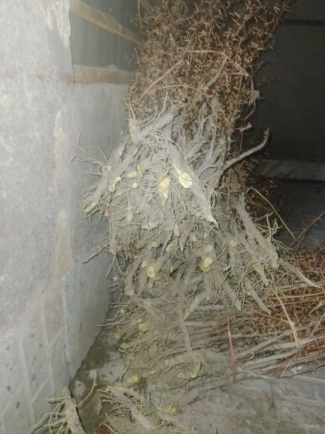 فروش وارسال نهال زرشک به سراسر کشور|خدمات باغبانی و درختکاری|قائن, |دیوار