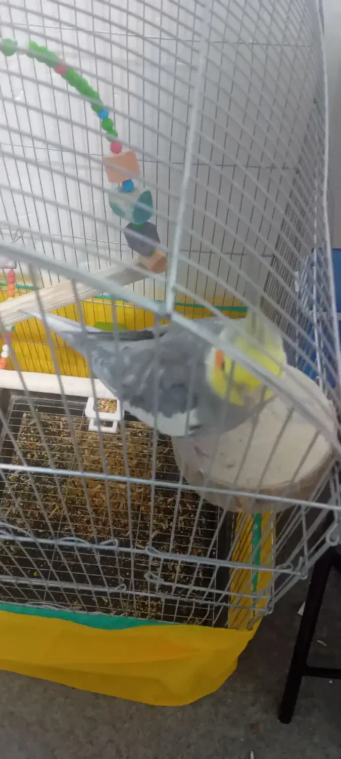 عروس هلندی نر|پرنده|اسلامآباد غرب, |دیوار