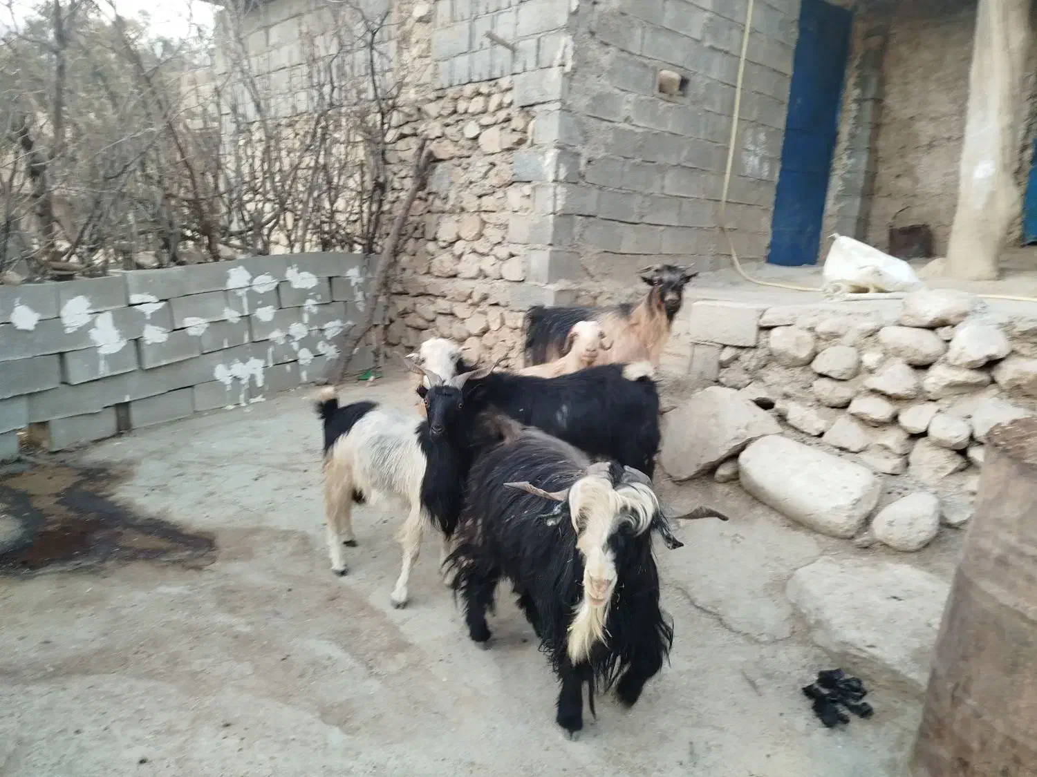 چهار راس بز با پازن بختیاری|حیوانات مزرعه|دهدشت, |دیوار