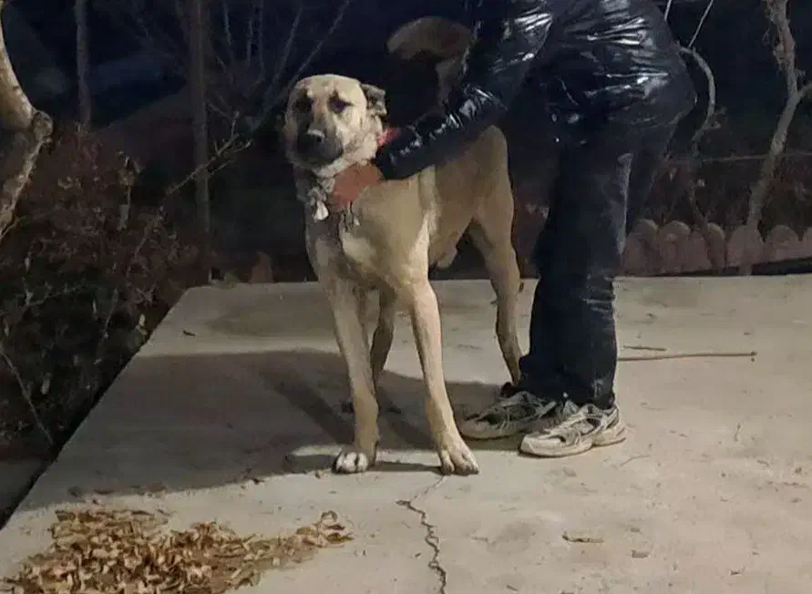 واگذاری سرابی|سگ|صوفیان, |دیوار